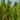 Industrial hemp plants growing in an open field under a clear sky.