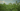 hemp field gif